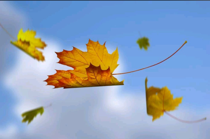 Air Signs: the Wind Remembers the Direction of Every Leaf